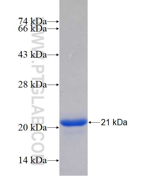 MAPK12 fusion protein Ag14274 SDS-PAGE