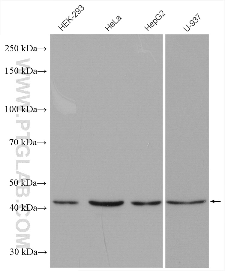 Western Blot (WB) analysis of various lysates using SAPK4 Polyclonal antibody (10217-1-AP)