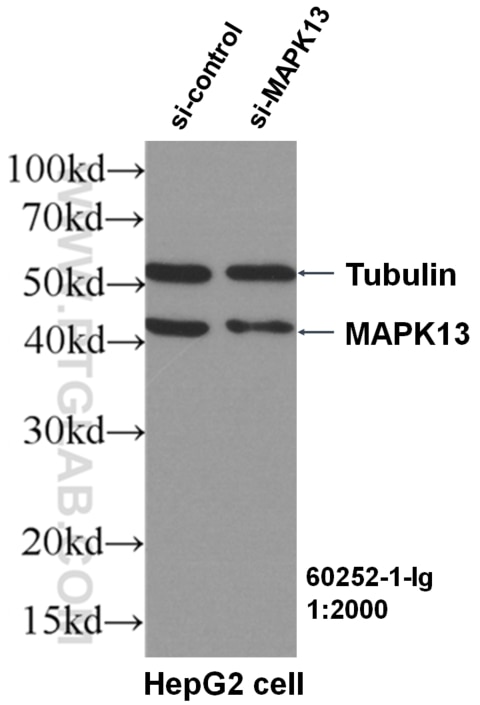 WB analysis of HepG2 using 60252-1-Ig