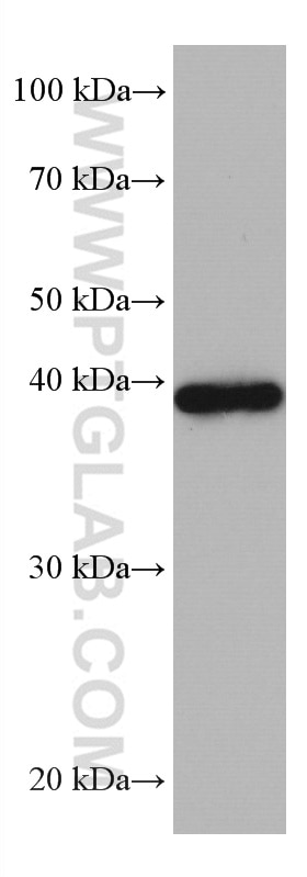 Western Blot (WB) analysis of Ramos cells using MAPK13 Monoclonal antibody (60252-1-Ig)