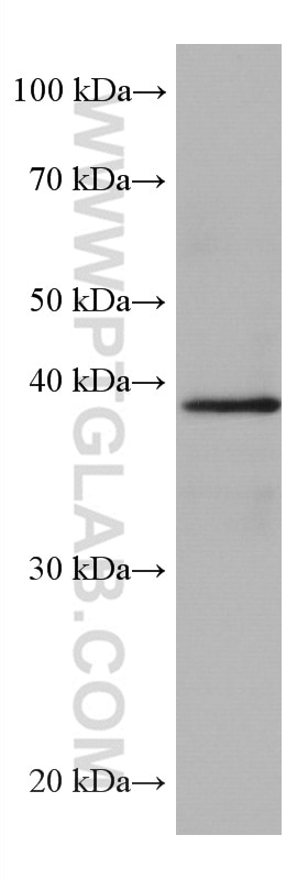 Western Blot (WB) analysis of HEK-293 cells using MAPK13 Monoclonal antibody (60252-1-Ig)