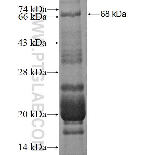 MAPK13 fusion protein Ag0255 SDS-PAGE