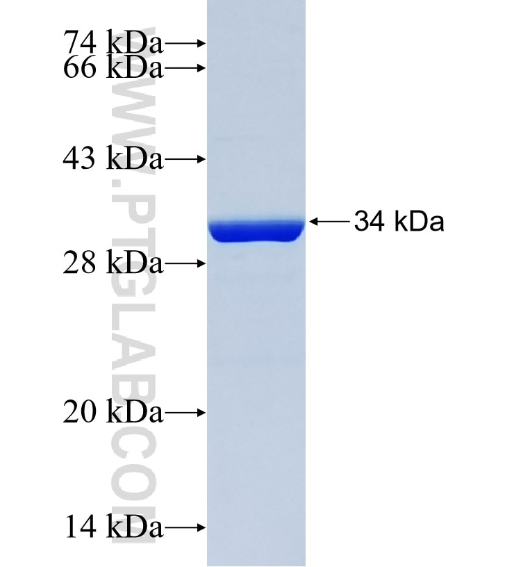 MAPK13 fusion protein Ag21240 SDS-PAGE