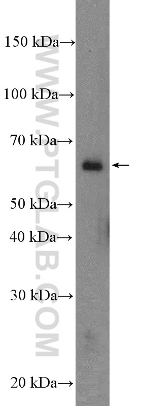 Western Blot (WB) analysis of mouse lung tissue using MAPK15 Polyclonal antibody (13452-1-AP)