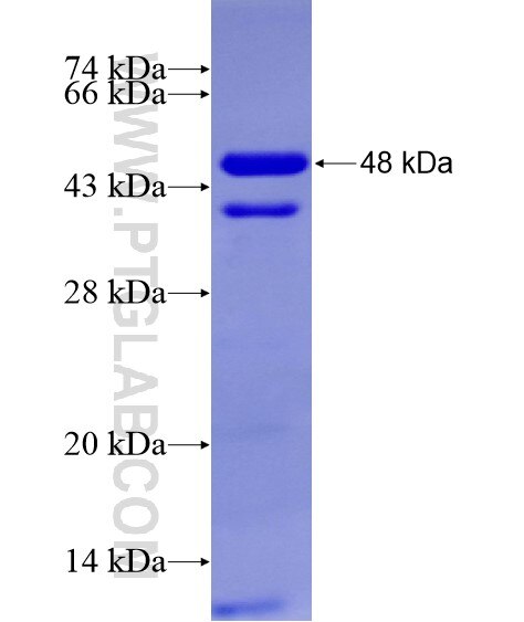 MAPK6 fusion protein Ag28703 SDS-PAGE