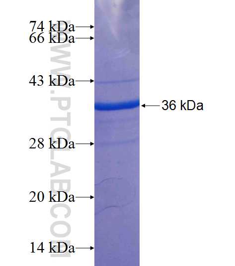 MAPK8IP2 fusion protein Ag25434 SDS-PAGE