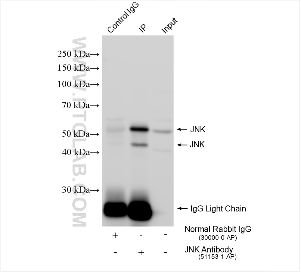 Immunoprecipitation (IP) experiment of HeLa cells using JNK Polyclonal antibody (51153-1-AP)