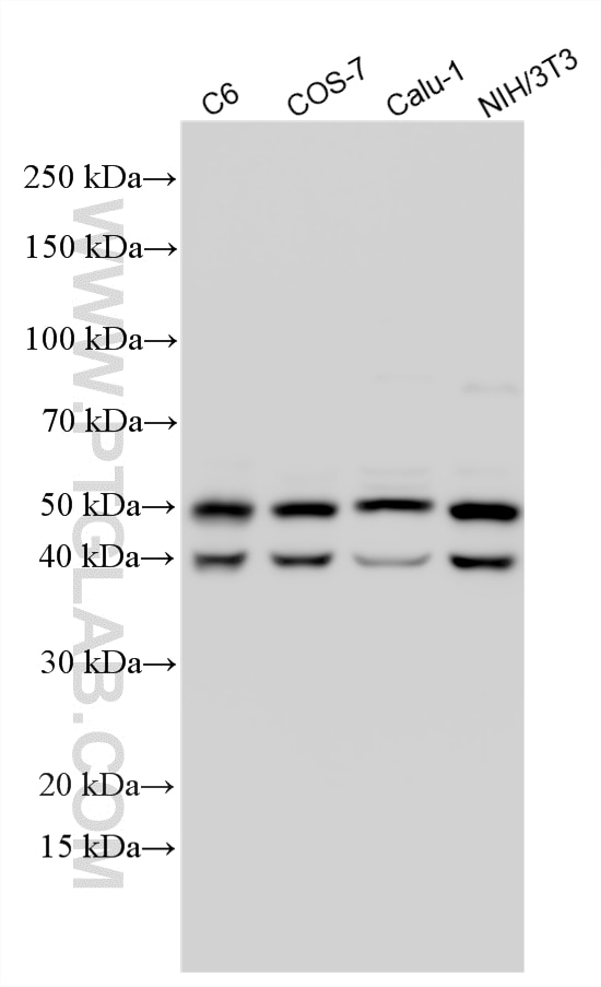 Western Blot (WB) analysis of various lysates using JNK Polyclonal antibody (51153-1-AP)