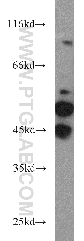 Western Blot (WB) analysis of RAW264.7 using JNK Polyclonal antibody (51153-1-AP)