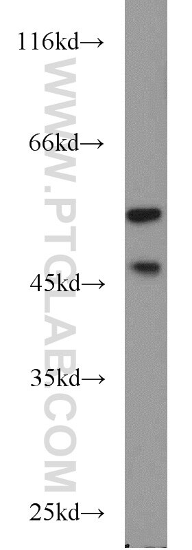 Western Blot (WB) analysis of COS-7 cells using JNK1/2/3 Polyclonal antibody (51153-1-AP)