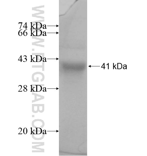 JNK2 fusion protein Ag11126 SDS-PAGE