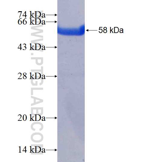 MAPKAP1 fusion protein Ag7753 SDS-PAGE