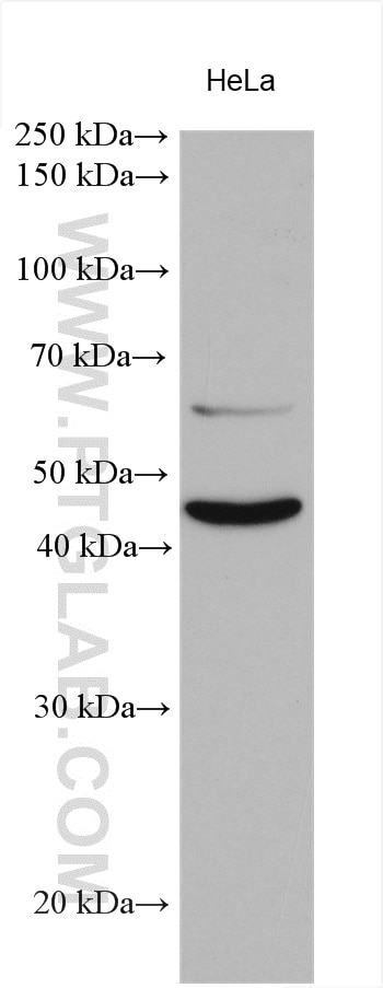 Western Blot (WB) analysis of various lysates using MAPKAPK2 Polyclonal antibody (13949-1-AP)