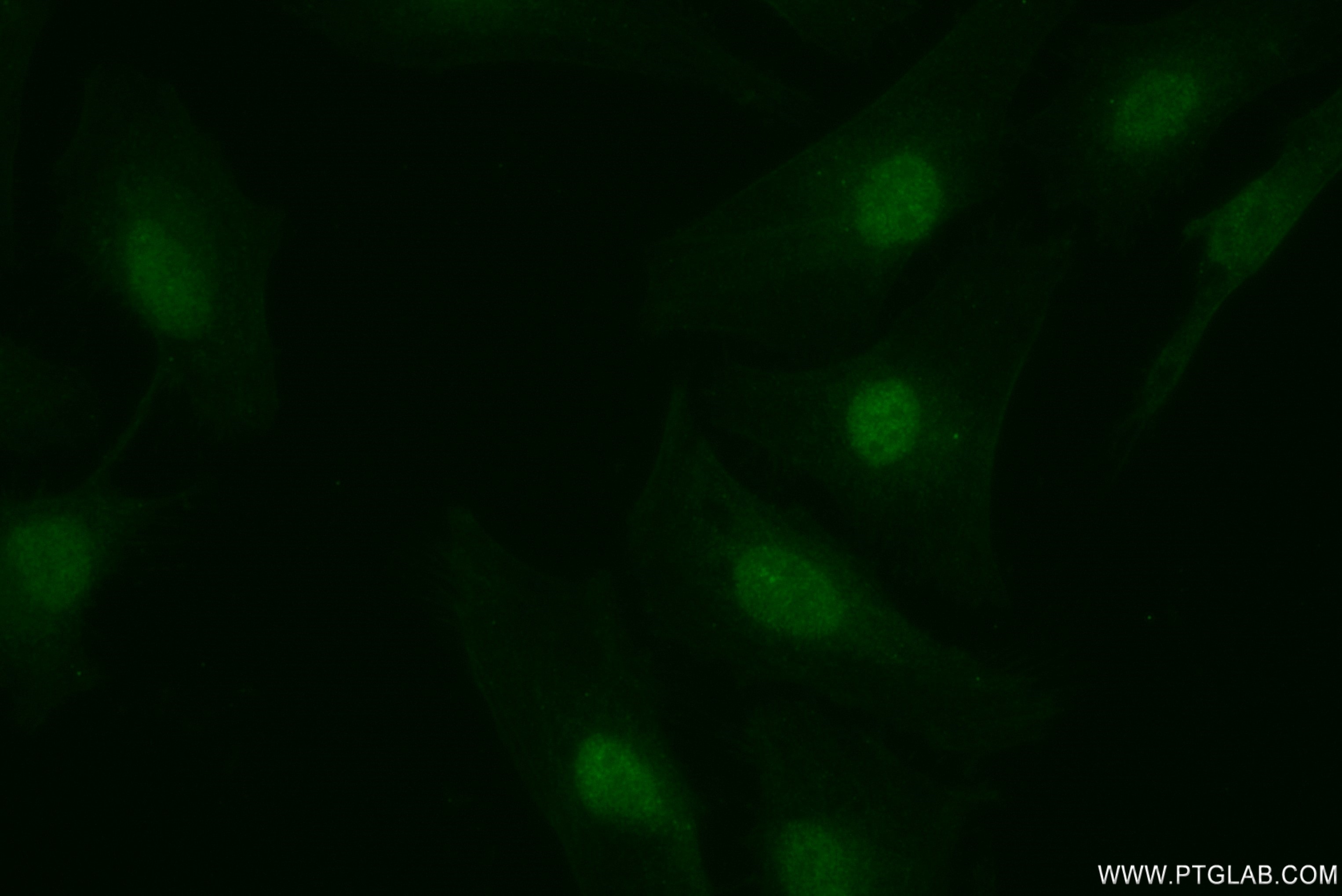 IF Staining of HeLa using 82929-1-RR