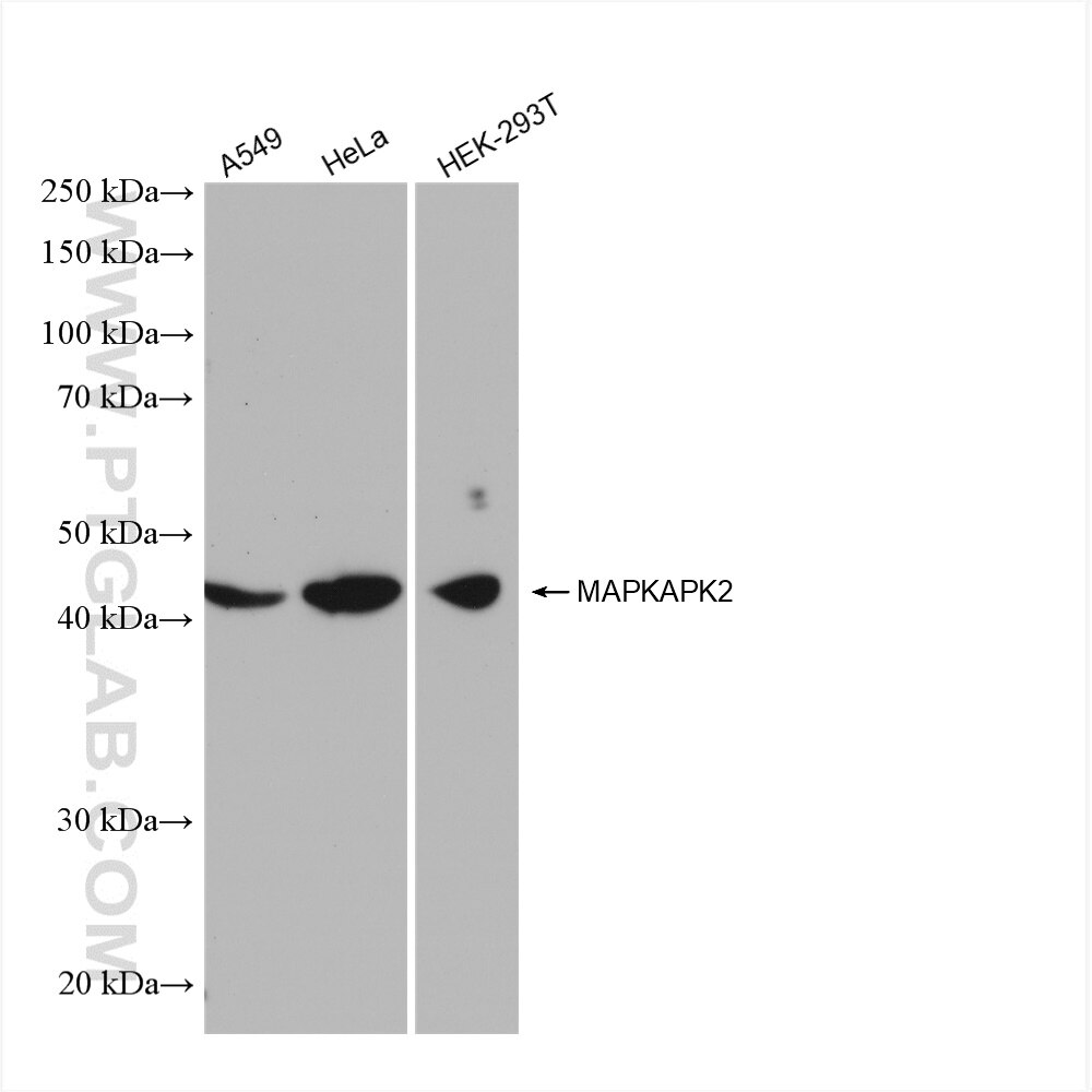 Western Blot (WB) analysis of various lysates using MAPKAPK2 Recombinant antibody (82929-1-RR)