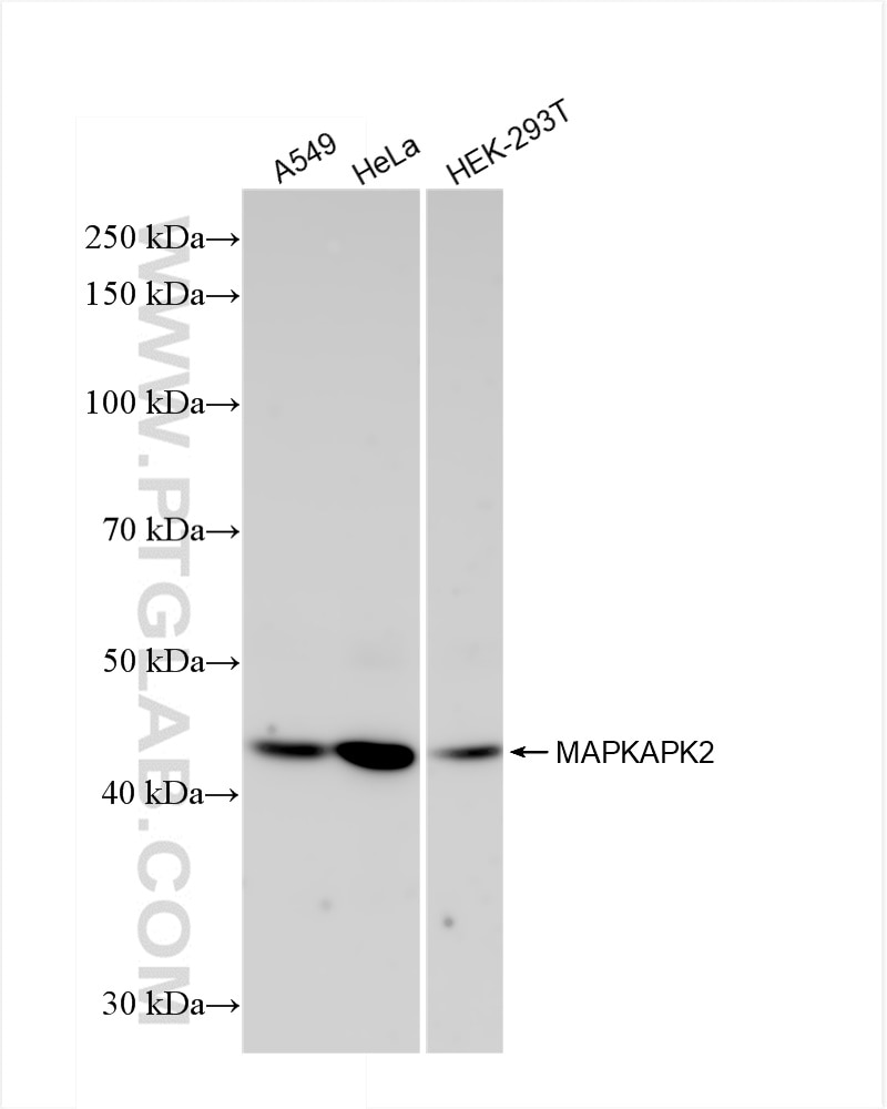 MAPKAPK2