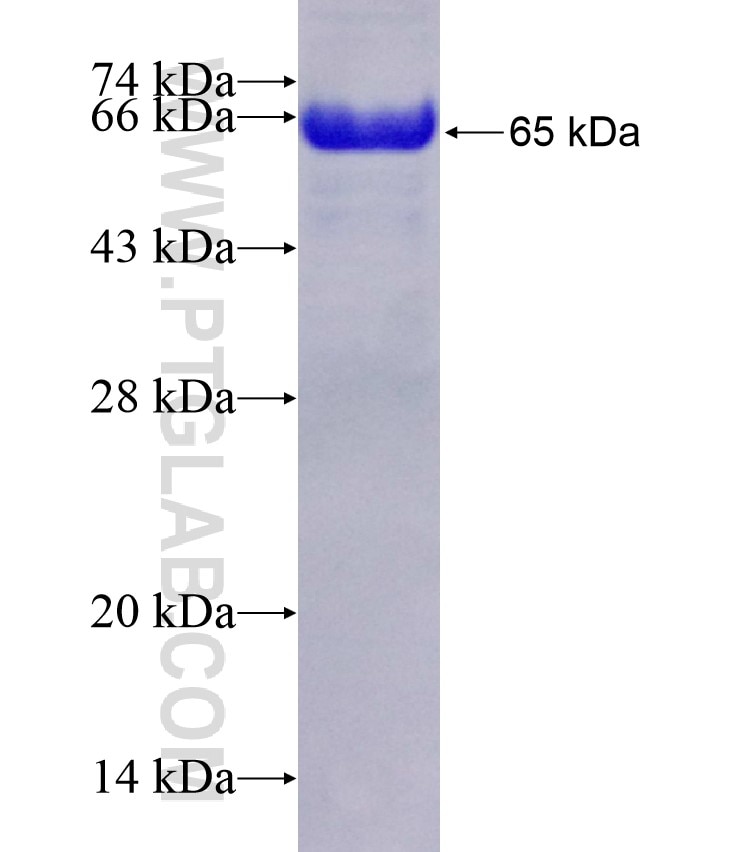 MAPKAPK2 fusion protein Ag5060 SDS-PAGE