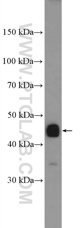 Western Blot (WB) analysis of mouse skeletal muscle tissue using MAPKAPK3 Polyclonal antibody (15424-1-AP)