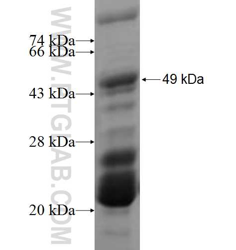 MAPKAPK3 fusion protein Ag0320 SDS-PAGE