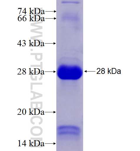 MAPKAPK3 fusion protein Ag7875 SDS-PAGE