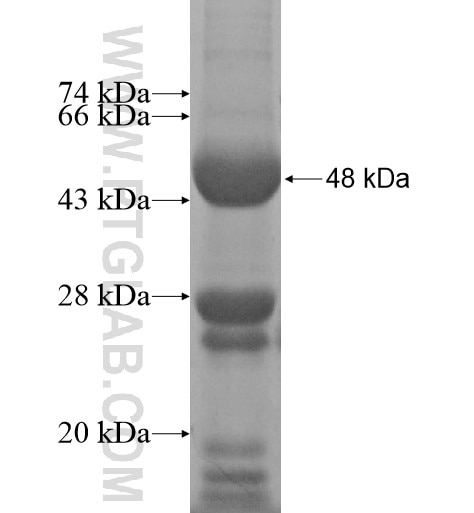 MAPKBP1 fusion protein Ag11980 SDS-PAGE