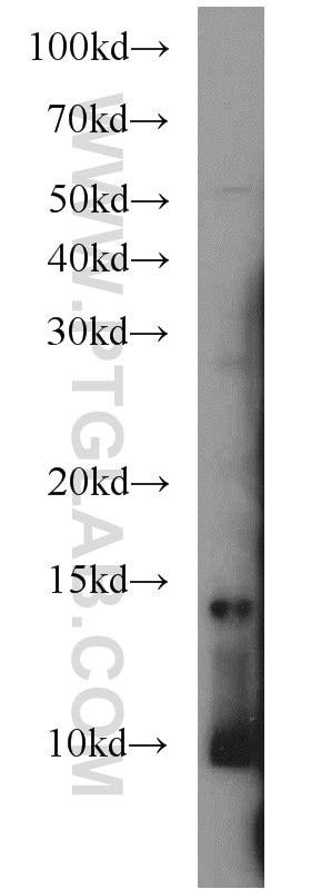 Western Blot (WB) analysis of L02 cells using MAPKSP1 Polyclonal antibody (11937-1-AP)