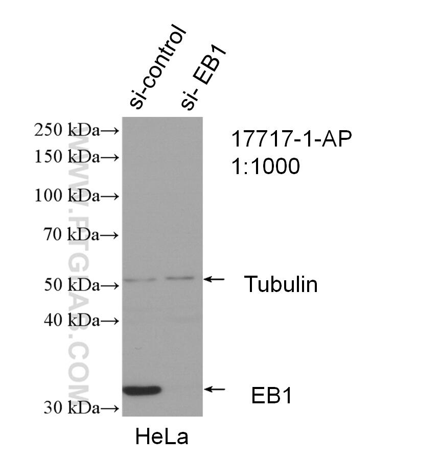 WB analysis of HeLa using 17717-1-AP