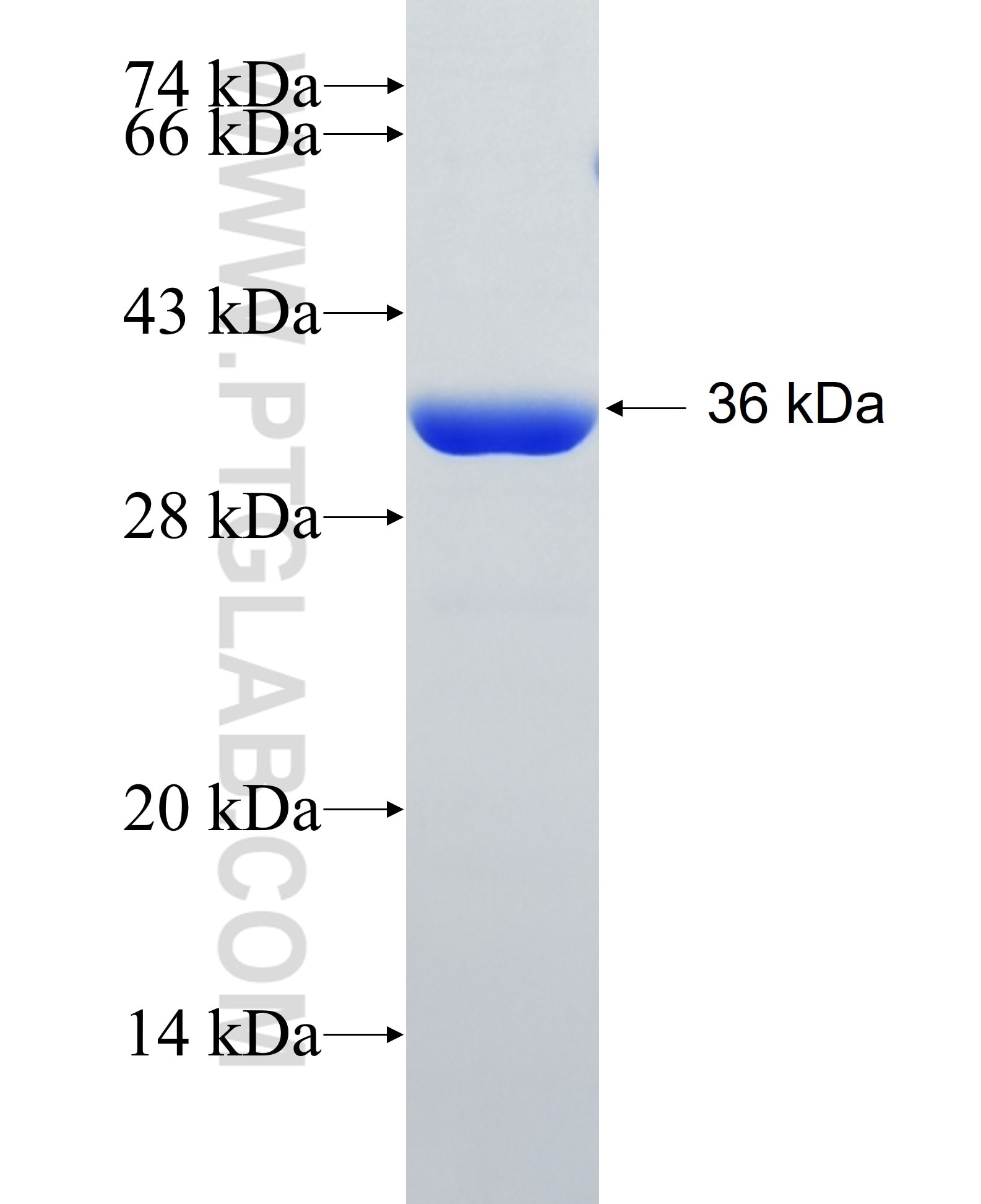 EB1 fusion protein Ag12092 SDS-PAGE