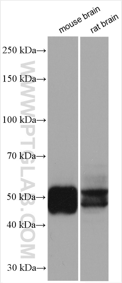 Western Blot (WB) analysis of mouse brain tissue using TAU Polyclonal antibody (10274-1-AP)