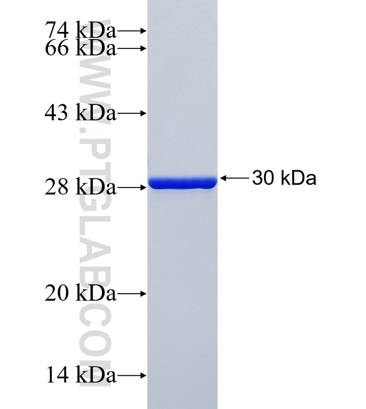 MAPT fusion protein Ag35380 SDS-PAGE