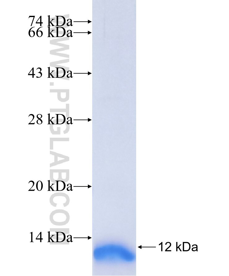 MAPT fusion protein Ag35469 SDS-PAGE