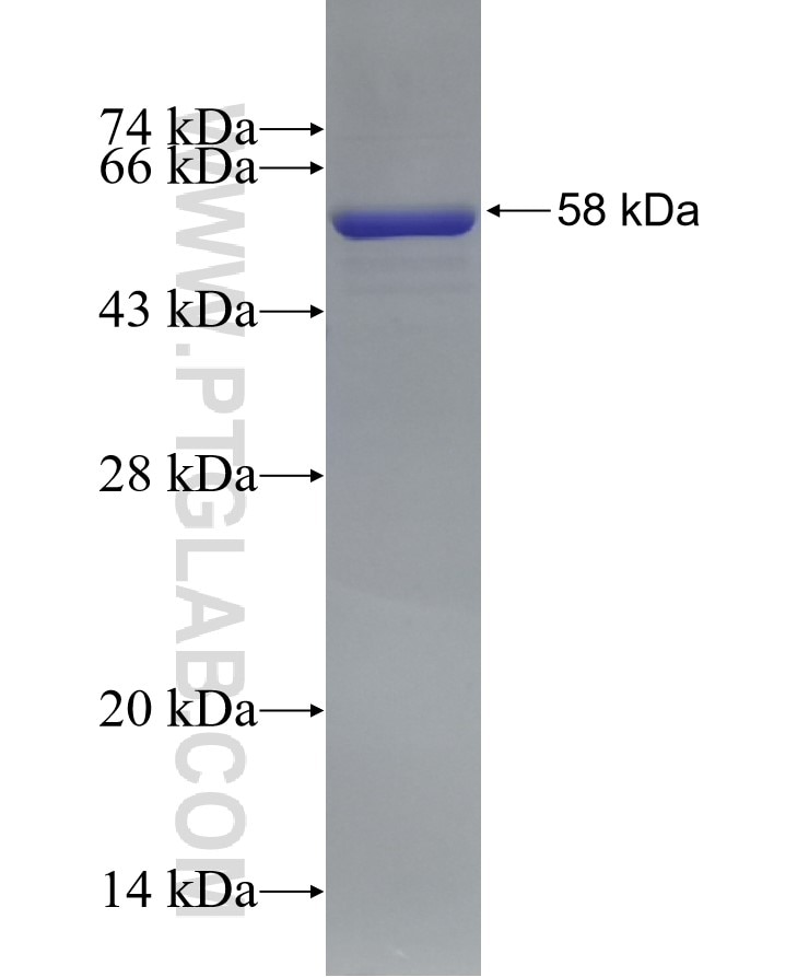 TAU fusion protein Ag0354 SDS-PAGE