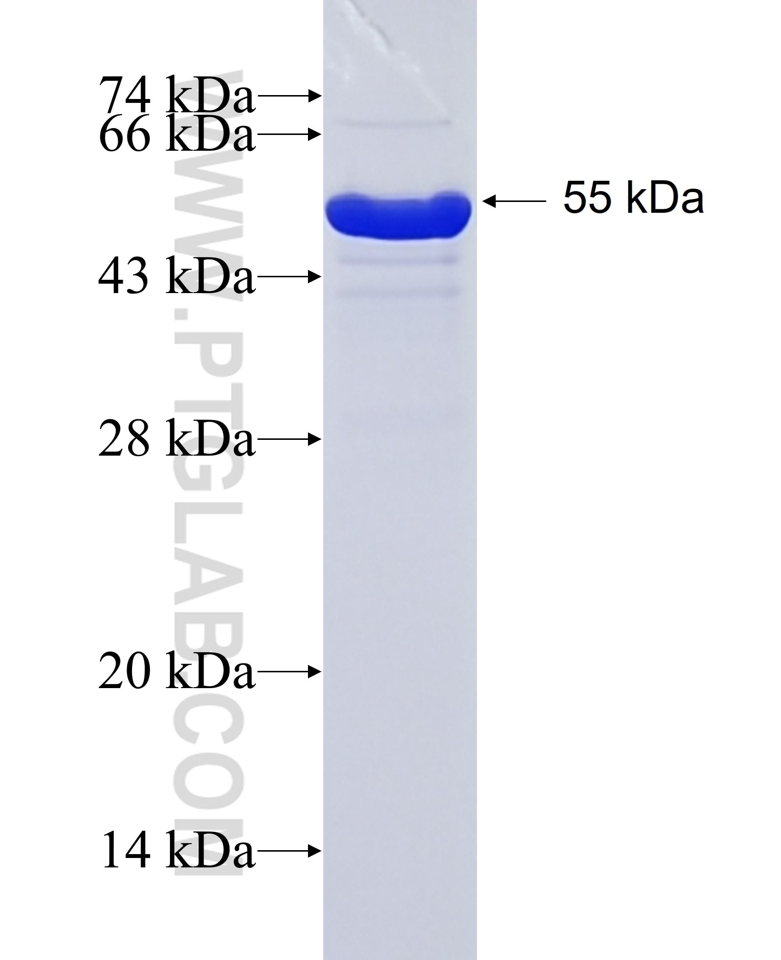 TAU fusion protein Ag0354 SDS-PAGE