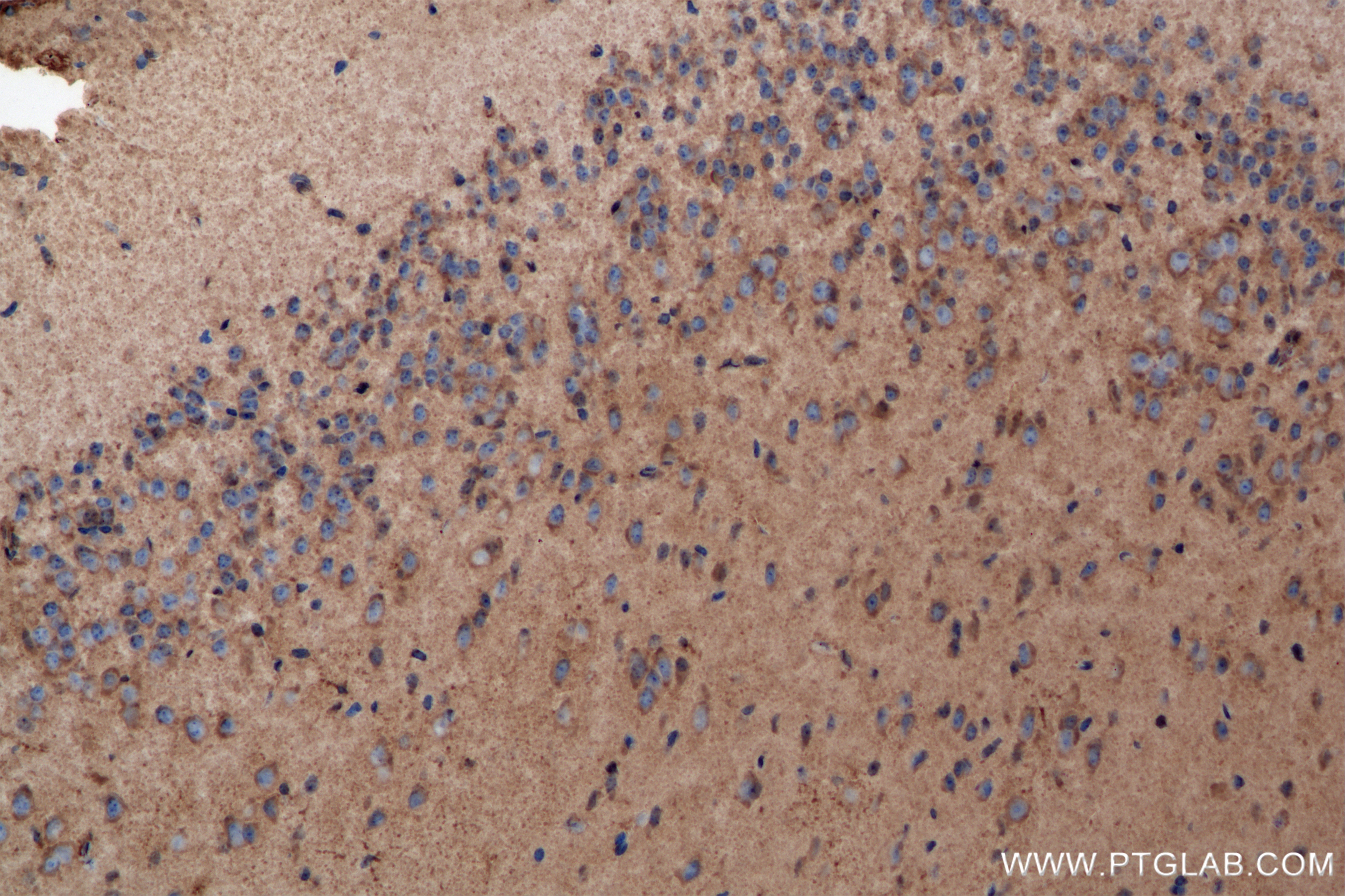 Immunohistochemistry (IHC) staining of mouse brain tissue using MARCH1 Recombinant antibody (85308-2-RR)