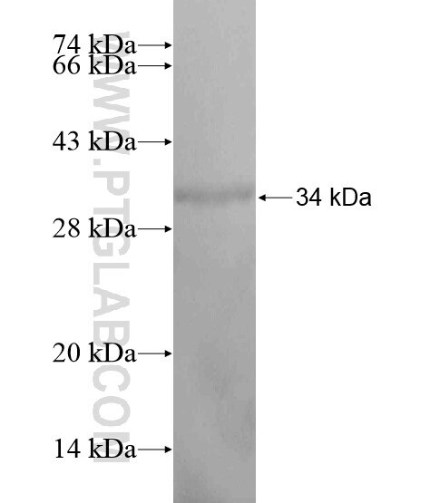 MARCH1 fusion protein Ag20190 SDS-PAGE
