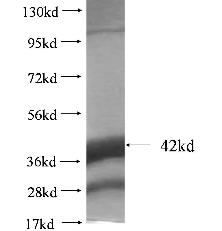 MARCH2 fusion protein Ag4318 SDS-PAGE