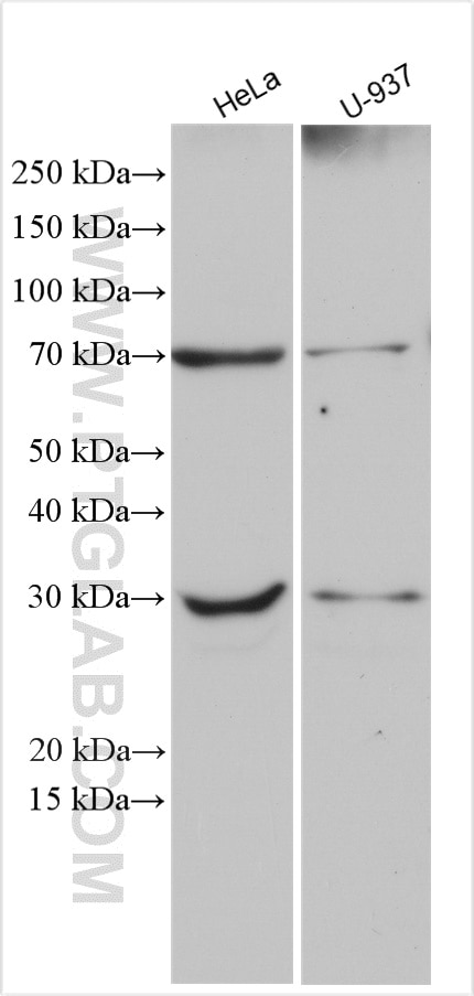 Western Blot (WB) analysis of various lysates using MARCH5 Polyclonal antibody (12213-1-AP)
