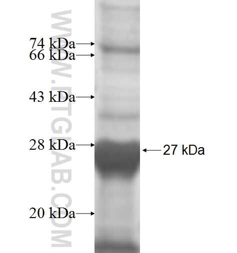 MARCH5 fusion protein Ag8286 SDS-PAGE