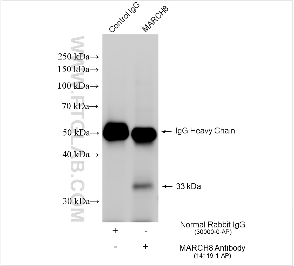 Immunoprecipitation (IP) experiment of mouse testis tissue using MARCH8 Polyclonal antibody (14119-1-AP)