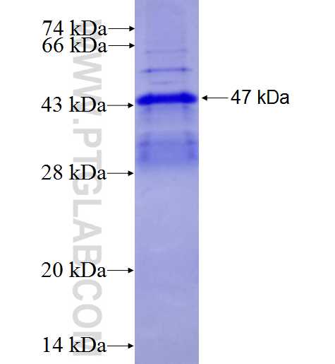 MARCH8 fusion protein Ag5268 SDS-PAGE