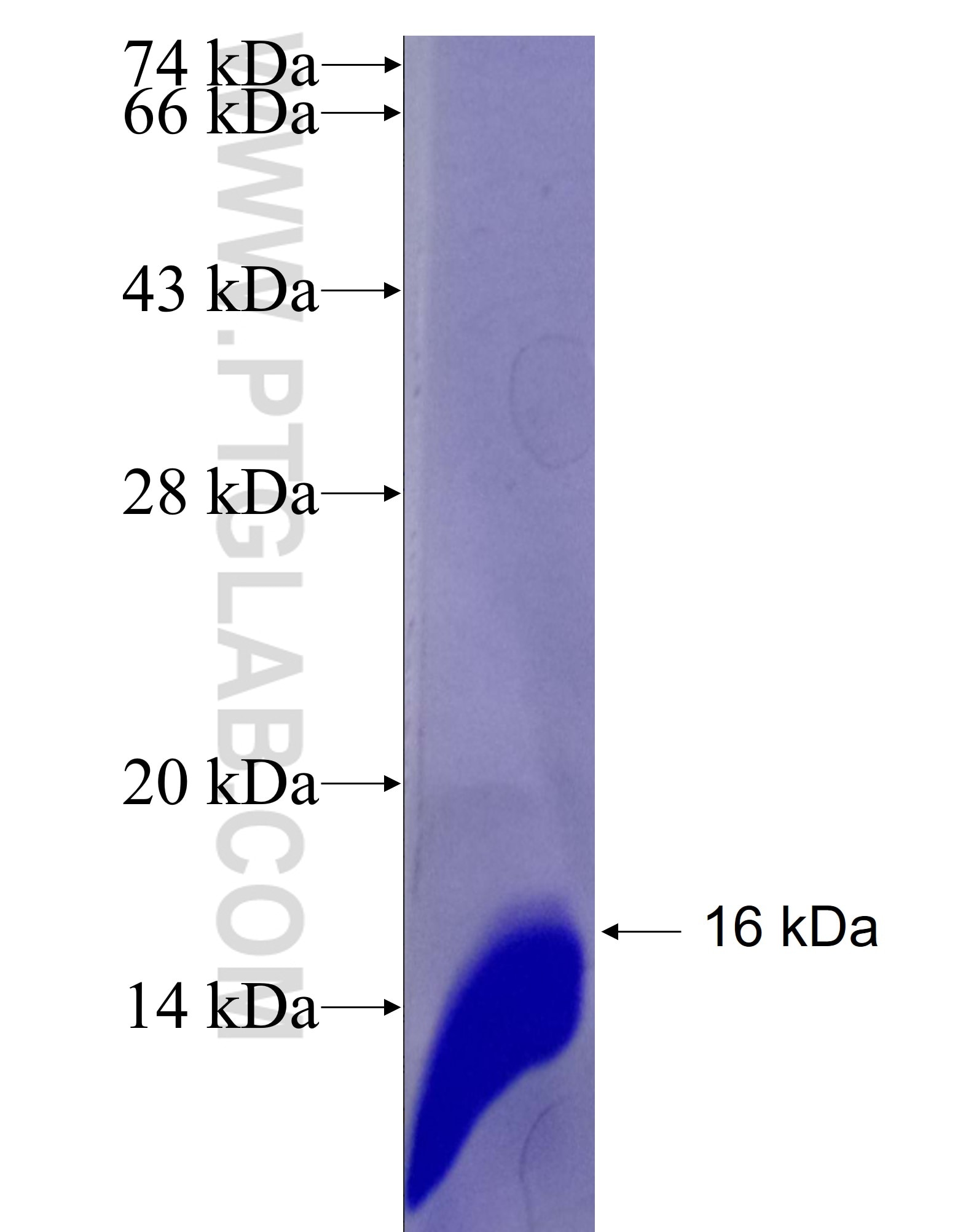 MARCH9 fusion protein Ag26607 SDS-PAGE