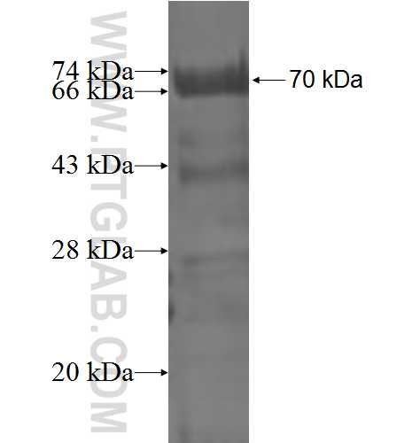 MARCKSL1 fusion protein Ag1967 SDS-PAGE