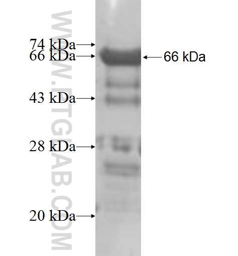 MARCKSL1 fusion protein Ag5274 SDS-PAGE