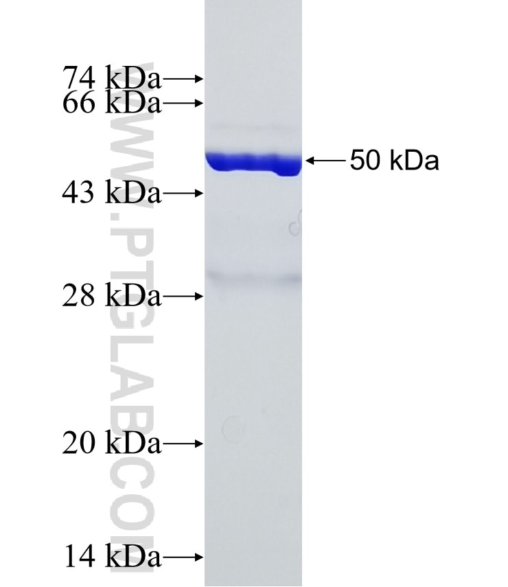 MARCO fusion protein Ag27354 SDS-PAGE
