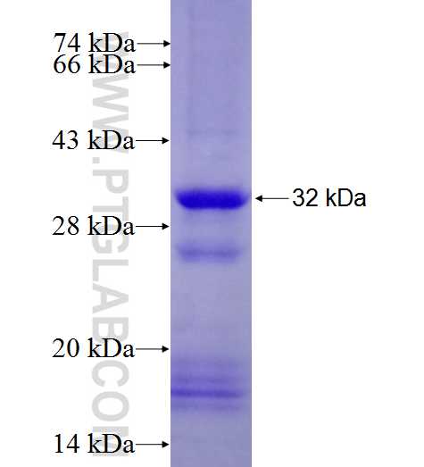 MARCO fusion protein Ag27368 SDS-PAGE