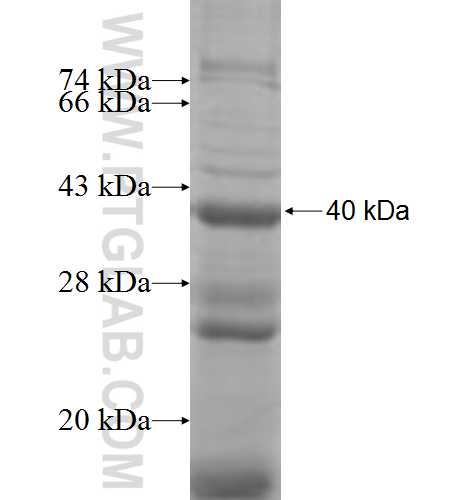 MARCO fusion protein Ag8219 SDS-PAGE