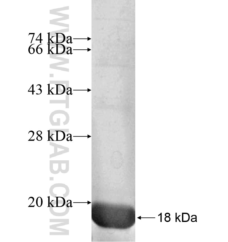 MARK1 fusion protein Ag16332 SDS-PAGE