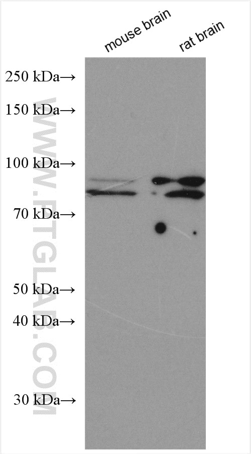 Western Blot (WB) analysis of various lysates using MARK2 Polyclonal antibody (15492-1-AP)
