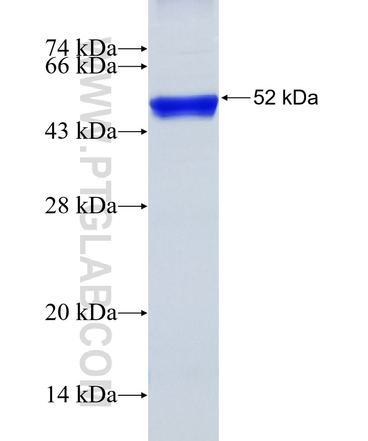 MARK2 fusion protein Ag7884 SDS-PAGE