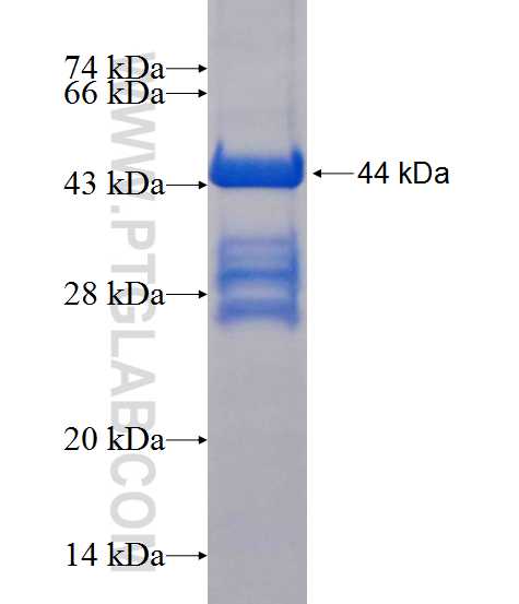 MARK4 fusion protein Ag14013 SDS-PAGE